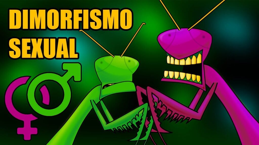 O Que Dimorfismo Sexual Estudo Do Dia