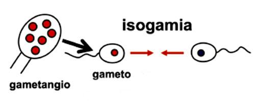 Isogania