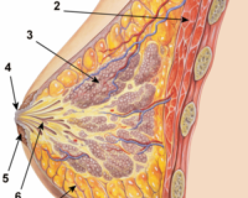 Breast_anatomy_normal_scheme